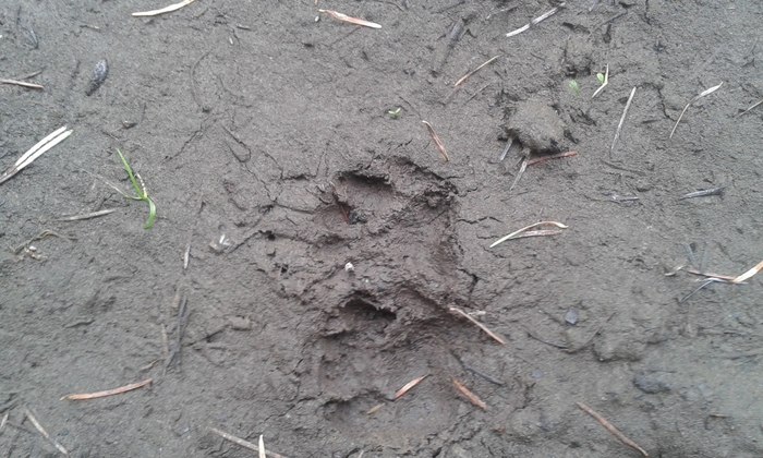 What animal is this paw print from? What animal is this paw print from?