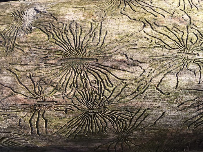 What are these strange marks on the trunks of some trees (under the bark)?