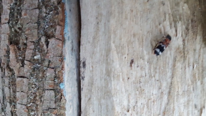 Which beetle is this?