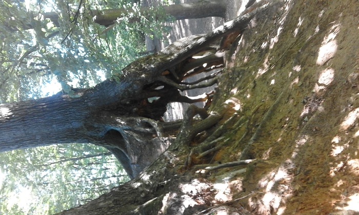 What do you call trees with roots above the ground?