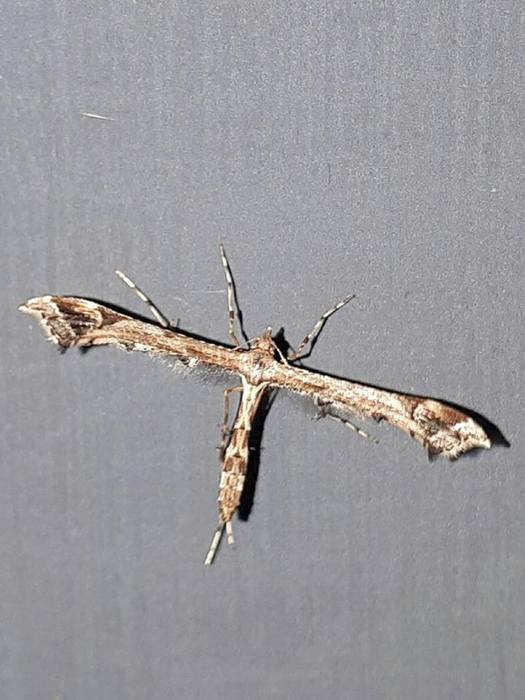 Where can I go with a sharp angle feather moth?