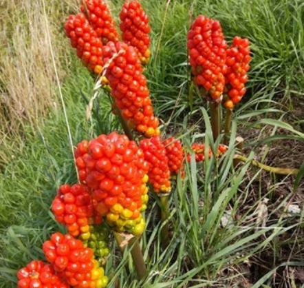 Which flower is this? Which flower is this?