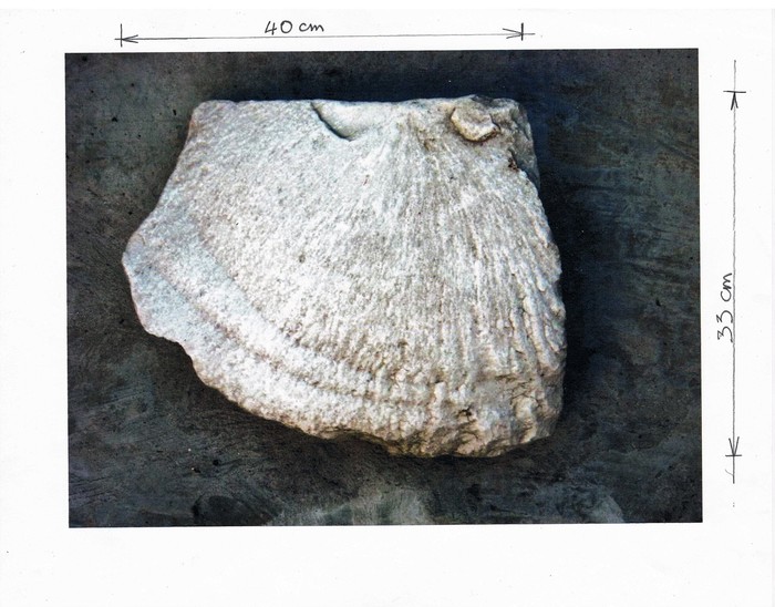 Which fossil did I find in the Apennine Alps? Which fossil did I find in the Apennine Alps?