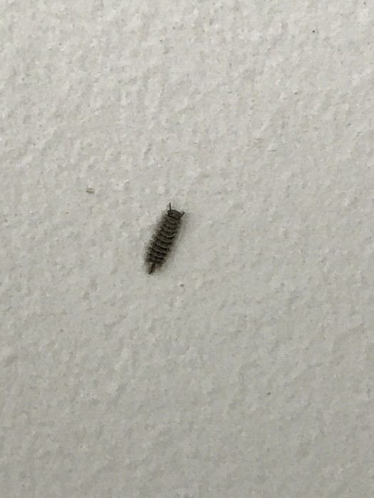 What critters are in my house? What critters are in my house?