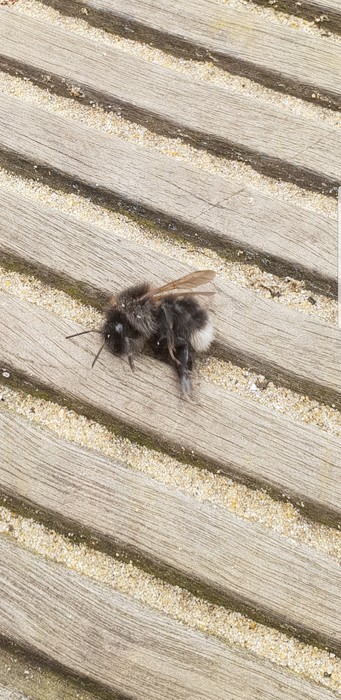 Which fly or bee bit my wife? Which fly or bee bit my wife?