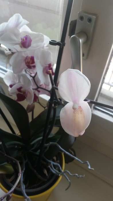 How did this orchid get a different flower? How did this orchid get a different flower?