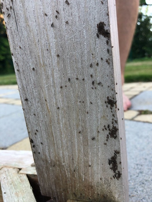 Houtluizen Zijn dit stofluizen? (Ze zitten onder onze houten tafel) - Ik heb een ...