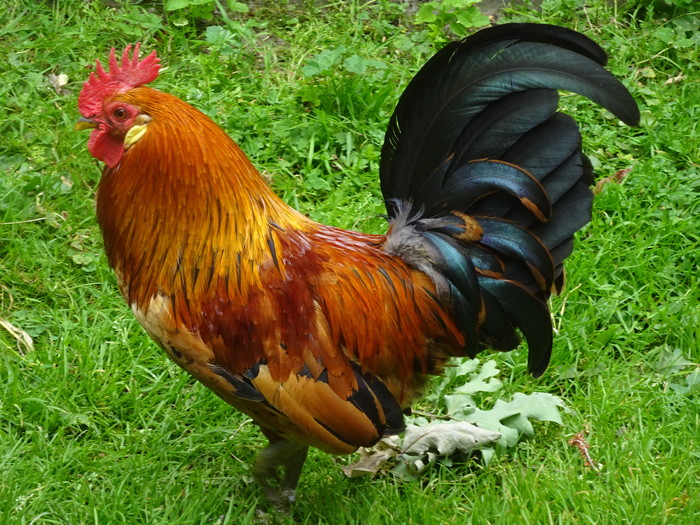 kippen houden in de winter, hier moet je op letten Kippenleven