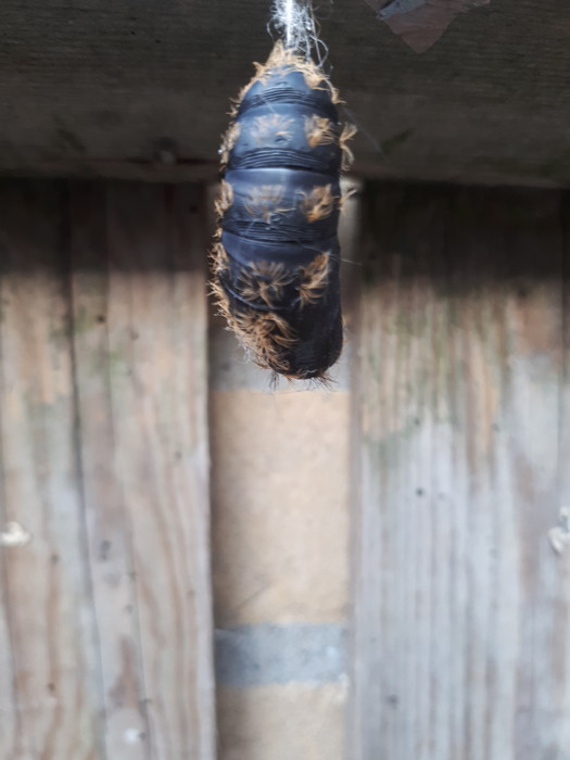 What kind of cocoon do I have in the garden? What kind of cocoon do I have in the garden?