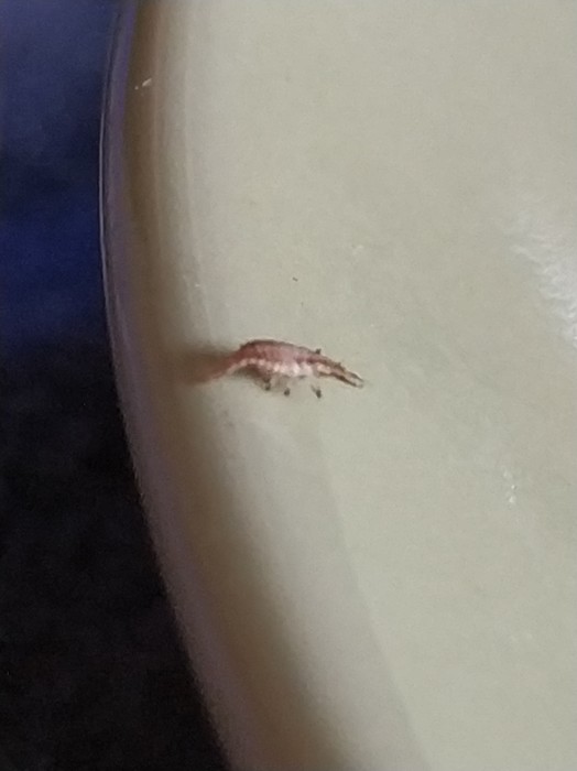 Which insect resembles a small crustacean? Which insect resembles a small crustacean?