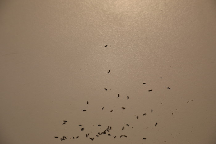 Zwarte Wormen In Huis