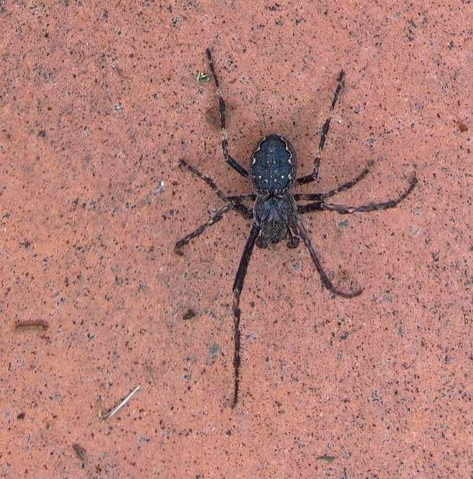 Which spider is this? Which spider is this?