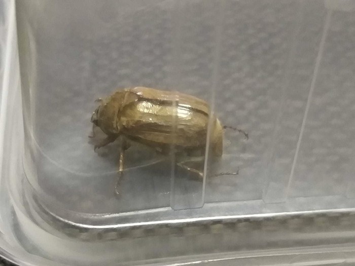 Which beetle comes into our house on hot days?