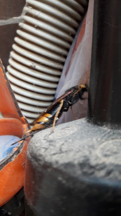 Which animal(s) did I encounter in my studio? Which animal(s) did I encounter in my studio?