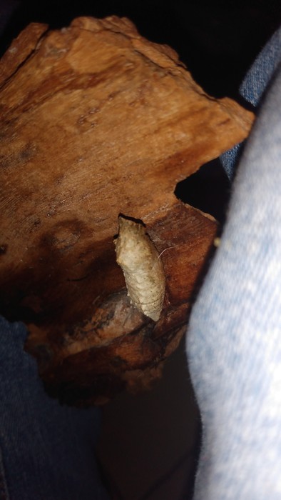 Is there a butterfly in this cocoon?