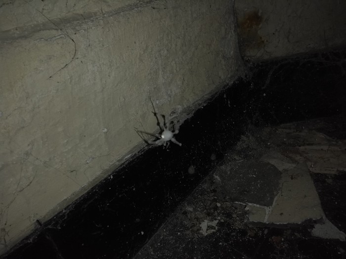 Which (white) spider is this? Which (white) spider is this?