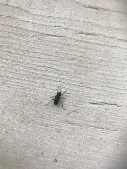 Is this a cockroach?