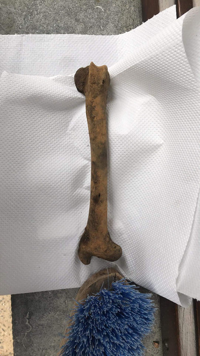 Is this a human bone?