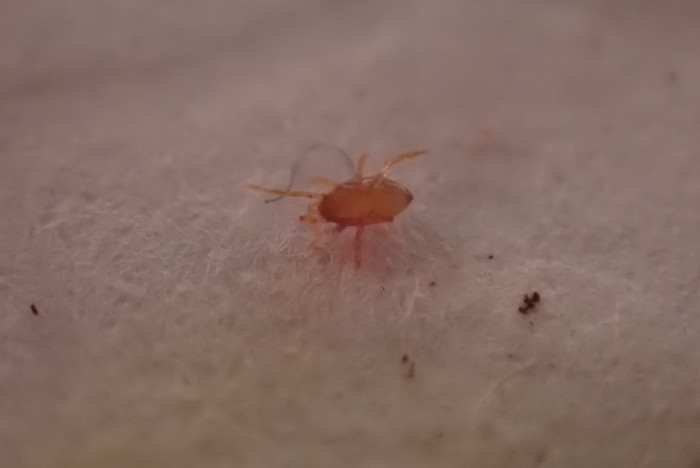 Is this little red bug an aphid?