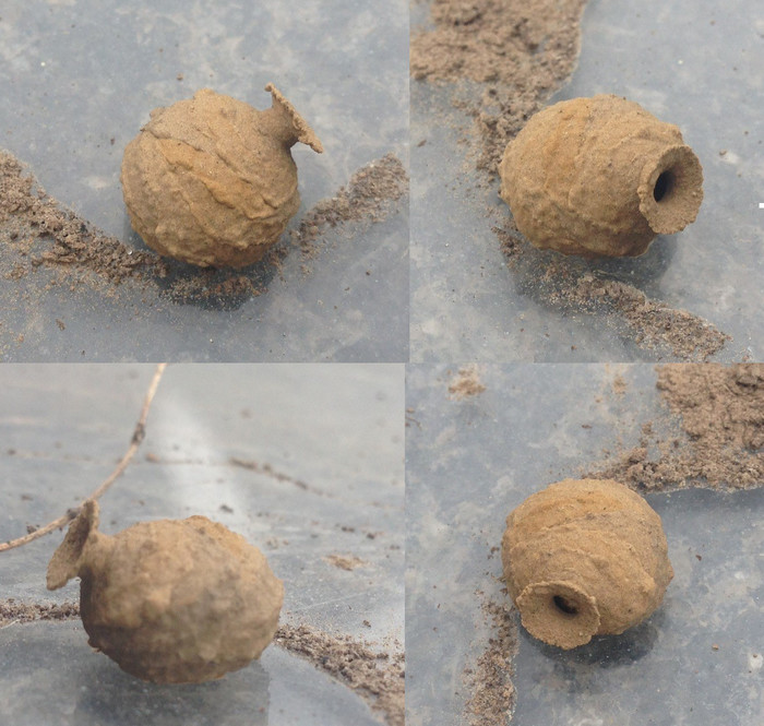 What animal makes such fantastic works of art? (A pitcher-shaped nest?) What animal makes such fantastic works of art? (A pitcher-shaped nest?)