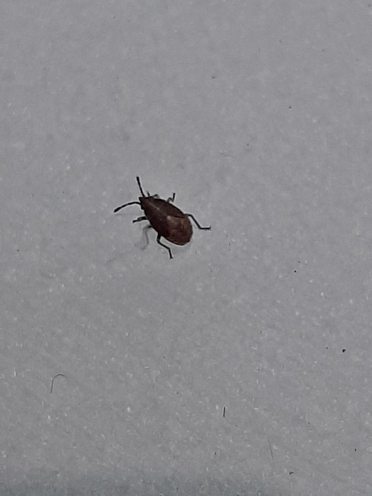 Welke kleine kevertjes ‘belagen’ onze tuin?