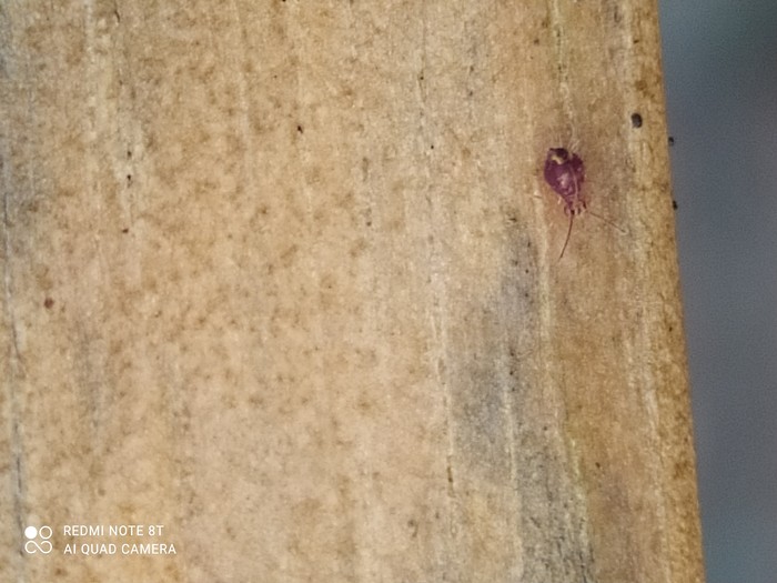 This animal is sitting in the garden and jumping. Are they fleas? This animal is sitting in the garden and jumping. Are they fleas?