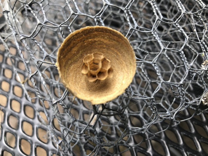 Which wasp is this piece of art from?