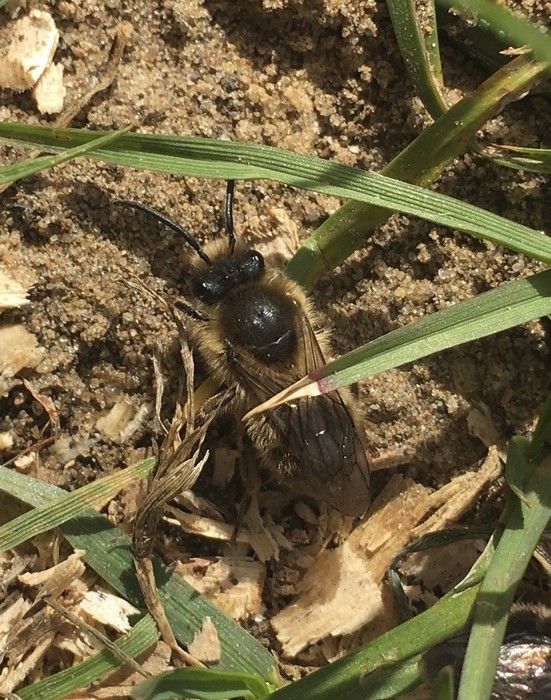 Which bee/wasp/bumblebee is this?
