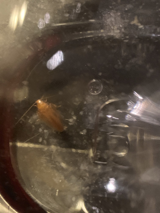 Is this a cockroach? Is this a cockroach?
