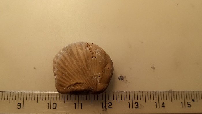 Which fossil is this? Which fossil is this?