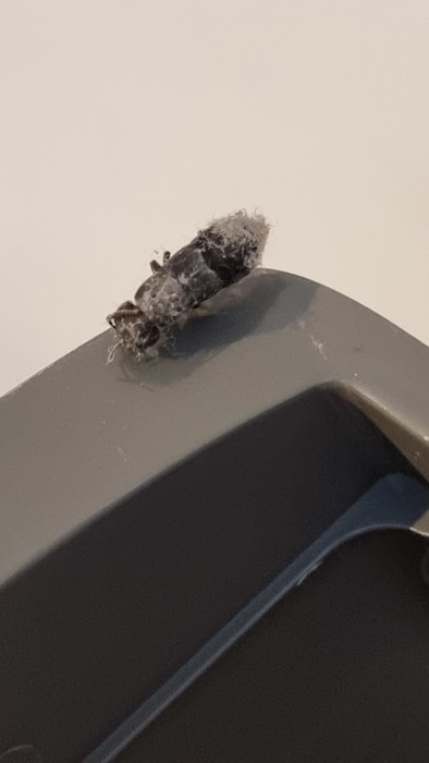 Is this a cockroach? Is this a cockroach?