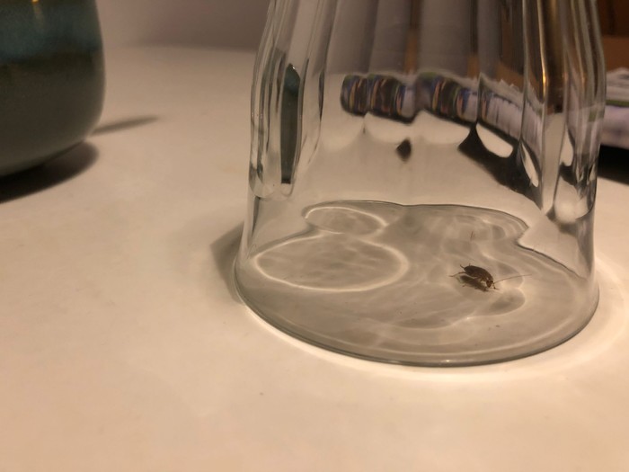 Is this a cockroach? Is this a cockroach?