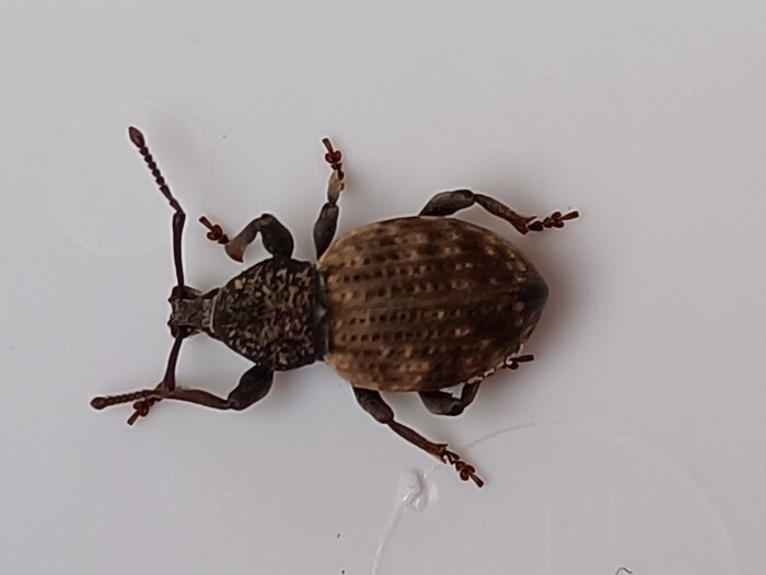 Welke kever is dit? - Ik heb een vraag (2025)